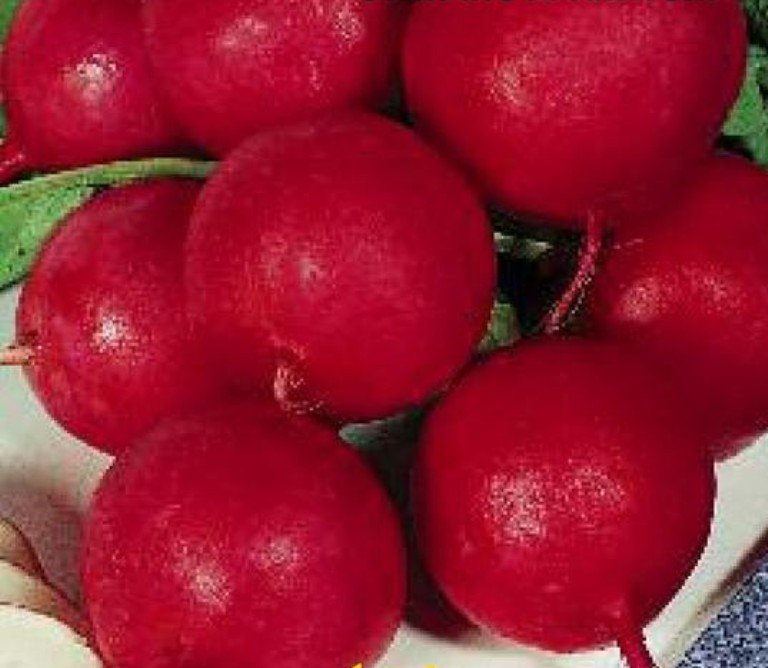 

редис краса алтая семена, редис краса алтая семена купить