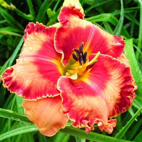 Hemerocallis Spacecoast Lipstick Kisses
