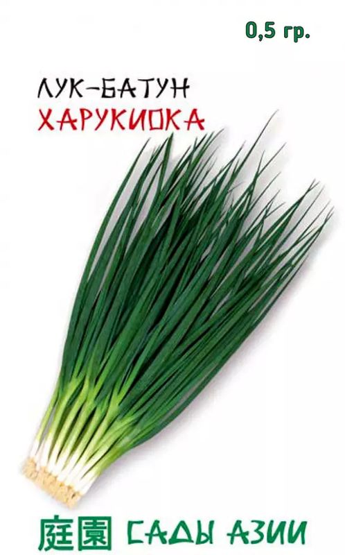 

лук батун харукиока семена, лук батун харукиока семена купить