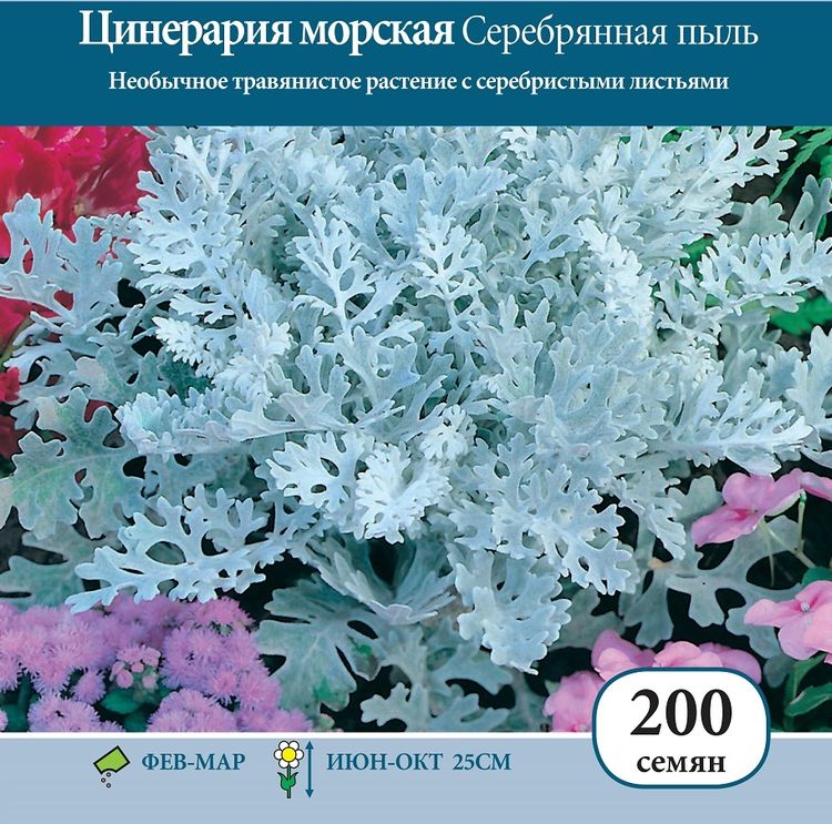 Цинерария морская Серебряная пыль