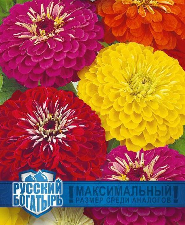 Цинния Великан,смесь серия Русский богатырь