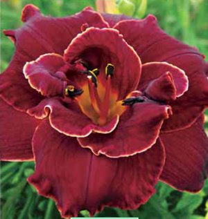 Hemerocallis Night Embers