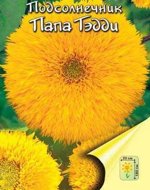 Подсолнечник Папа Тэдди (Мишка)