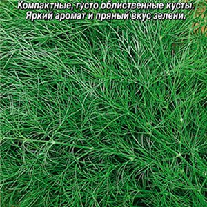

укроп вологодские кружева® семена, укроп вологодские кружева® семена купить