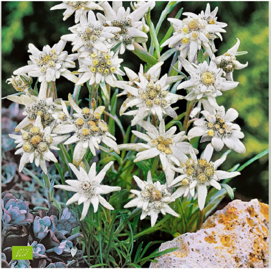Szarotka alpejska Edelweiss bylina na skalniak P8 - 7099896729 - oficjalne archi