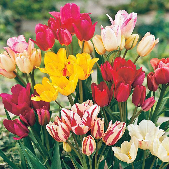 Смесь многоцветковых тюльпанов