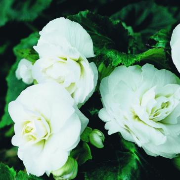 

бегония f1 инфинити роуз уайт семена, бегония f1 инфинити роуз уайт семена купить