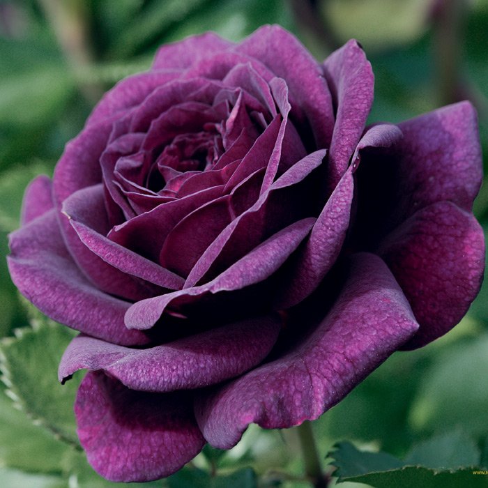 Роза Пурпурный Триумф®