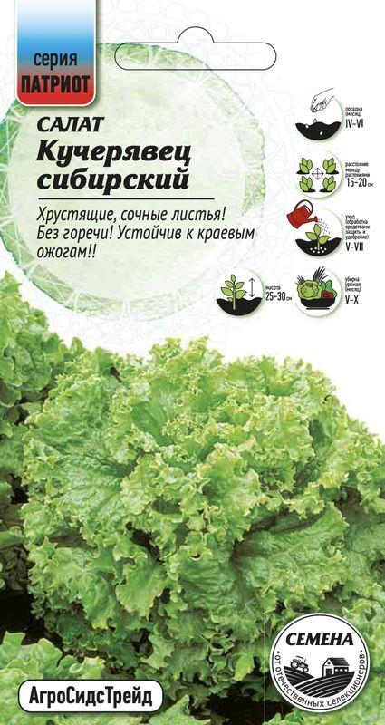 

салат кучерявец сибирский семена, салат кучерявец сибирский семена купить