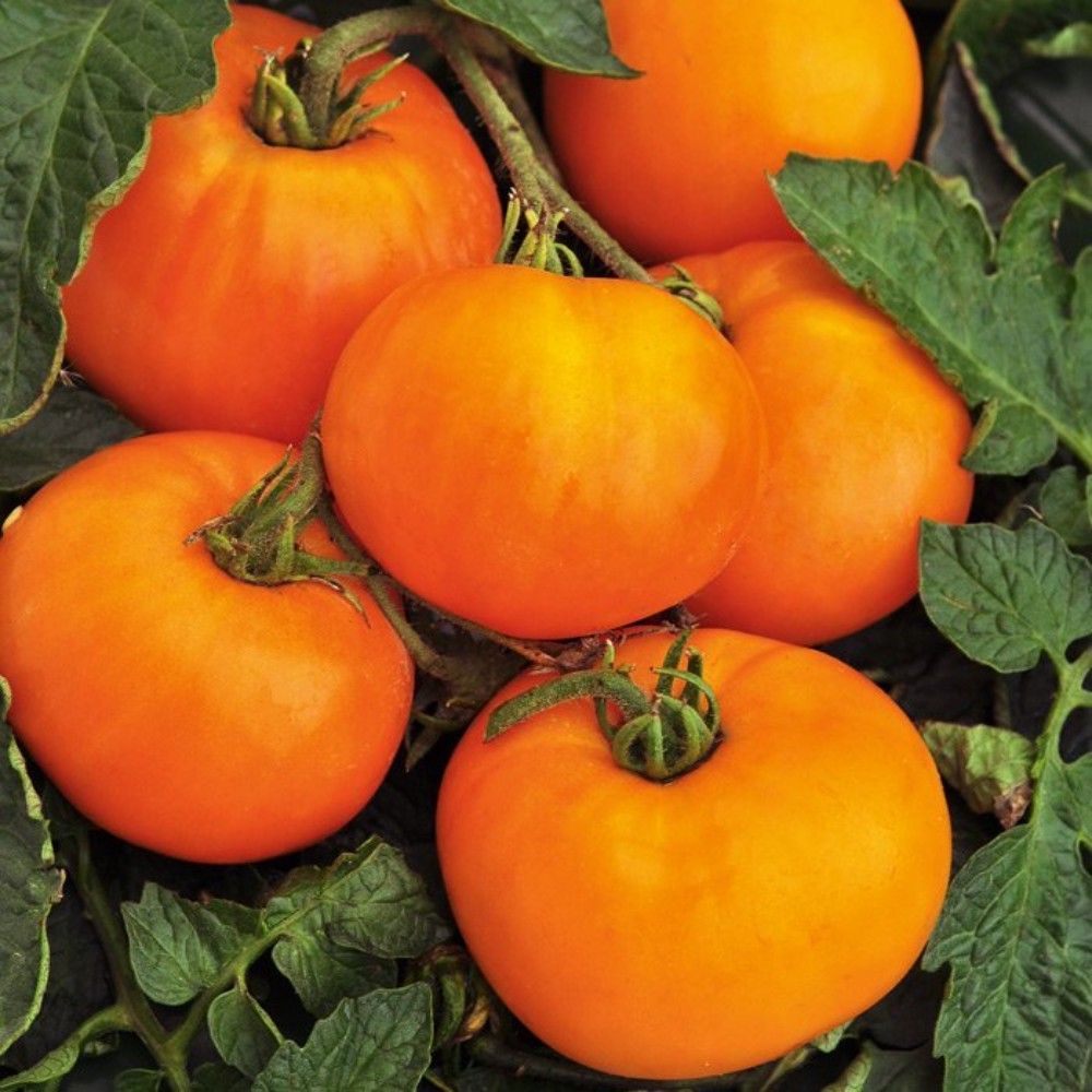 Сорт томата алтайский оранжевый. Томат алтайский букет f1. Томат оранжевое чудо. Томат амана оранж. Томат бакинский великан 20 шт сибирский сад.