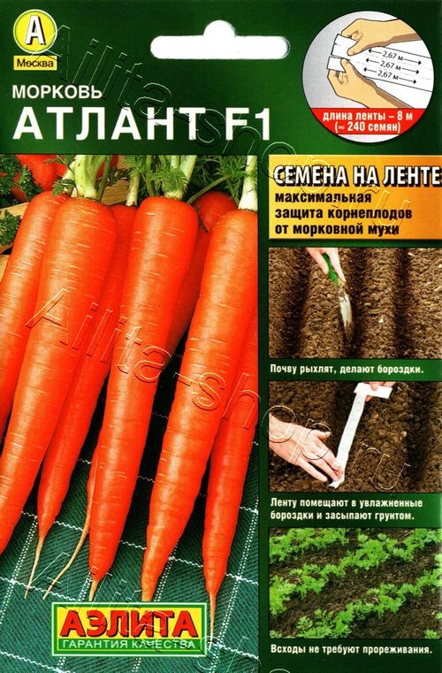 

морковь атлант f1 семена, морковь атлант f1 семена купить