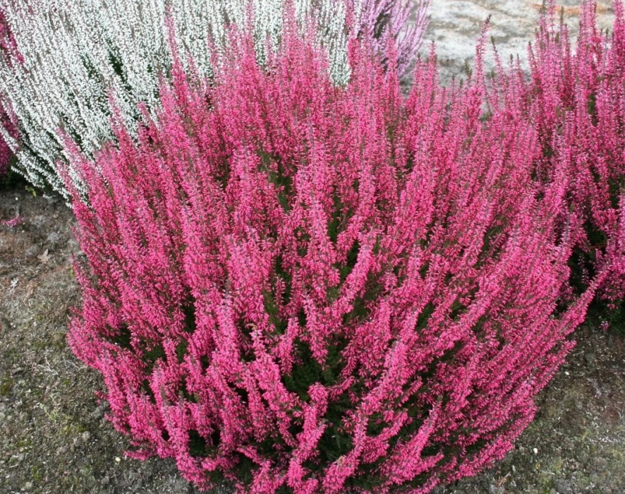 

Вереск обыкновенный Афродита