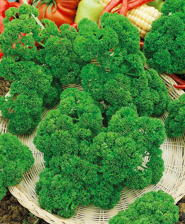 Петрушка кудрявая Кудряшка Сью®