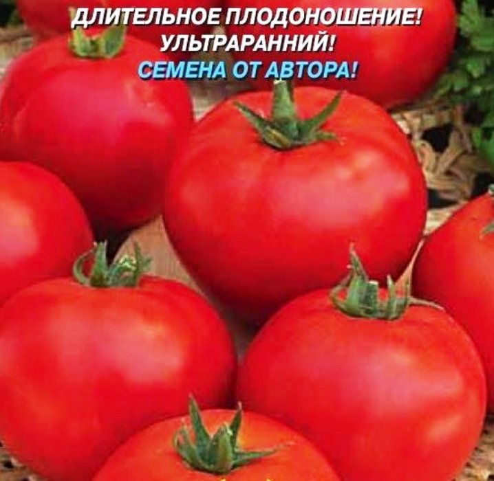 Томат Санька