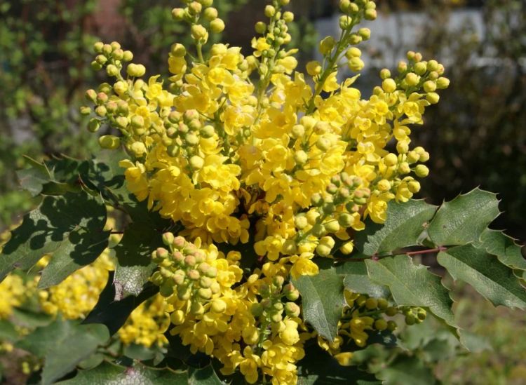 Mahonia pospolita 'Smaragd'