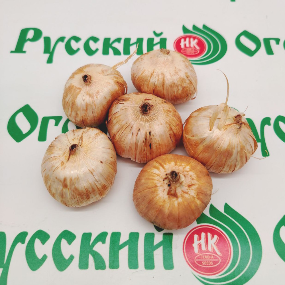 Купить Гладиолус Прогулка по облакам в Москве и РФ. Описание сорта ...