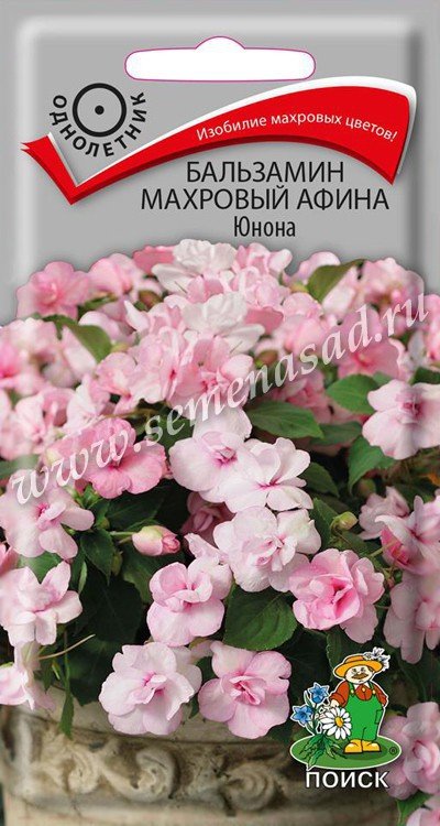 Бальзамин махровый Афина Юнона
