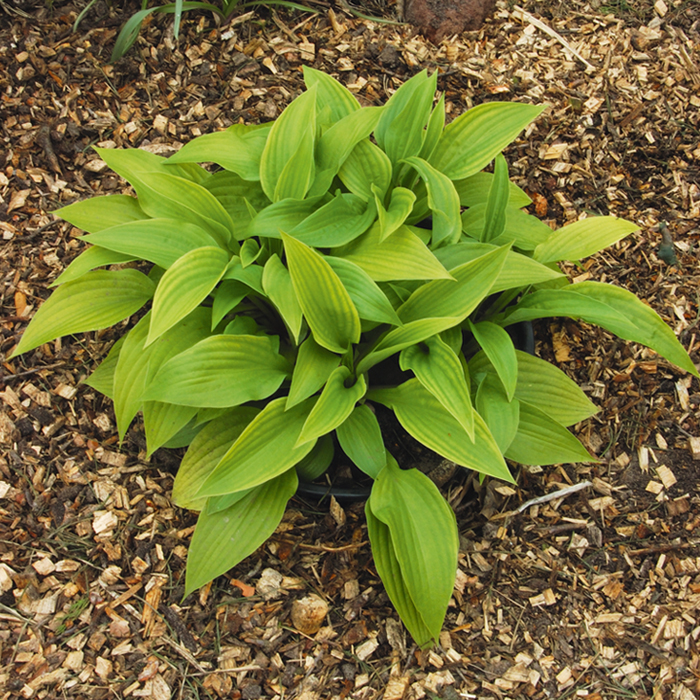 Хоста винтер фростед. Хоста гибридная liberty. Rms хосты. Rms хосты. Rms хосты.