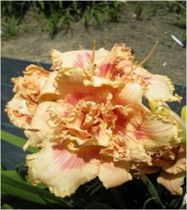 Hemerocallis Tutti Fruiti Truffle