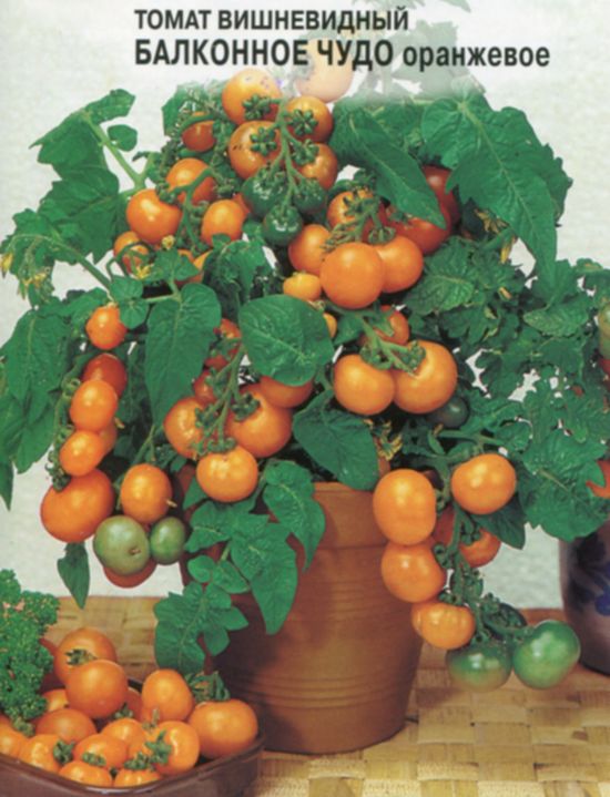 Томат Балконное Чудо (оранжевое)