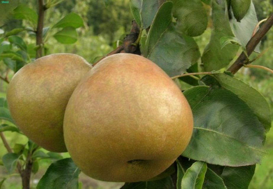 Груша Орловская Летняя