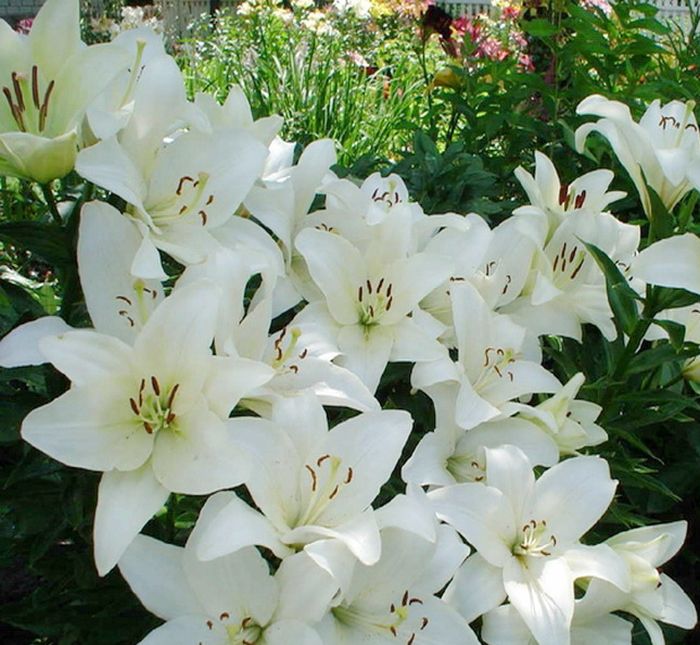 Lily show 2018 Фото Jan de Wit en Zonen B.V.