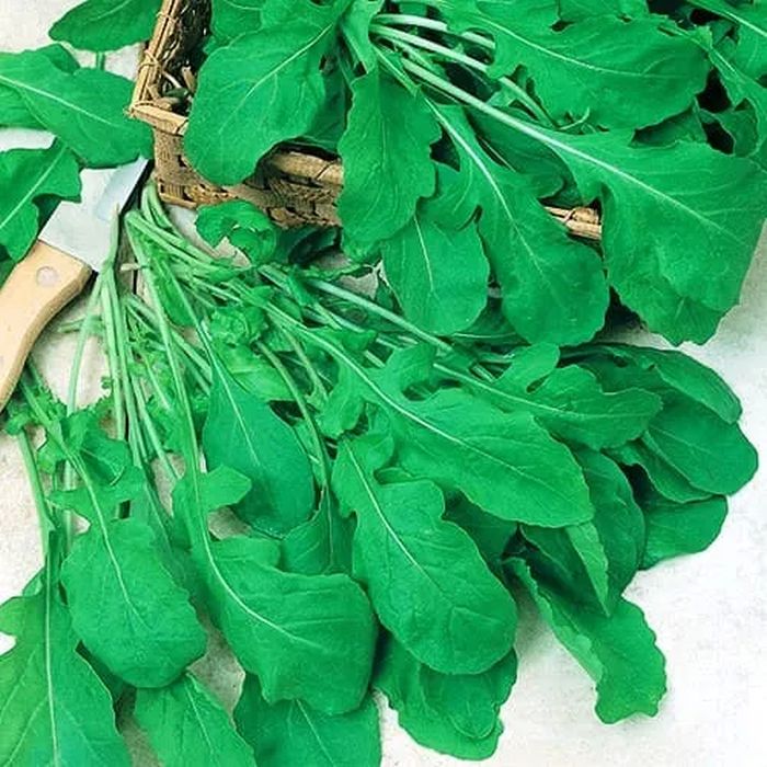 Индау (Рукола) Спартак (макси)