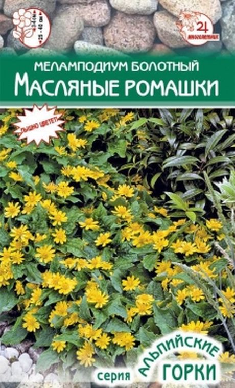 Меламподиум болотный Масляные ромашки