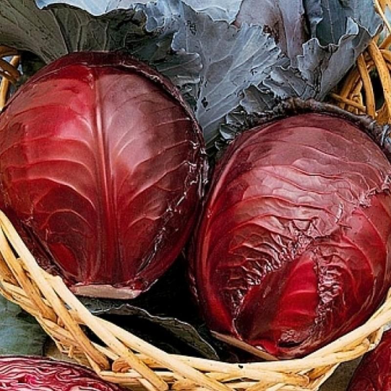 Rotkohl Images - Browse 4,849 Stock Photos, Vectors, and Video Adobe Stock
