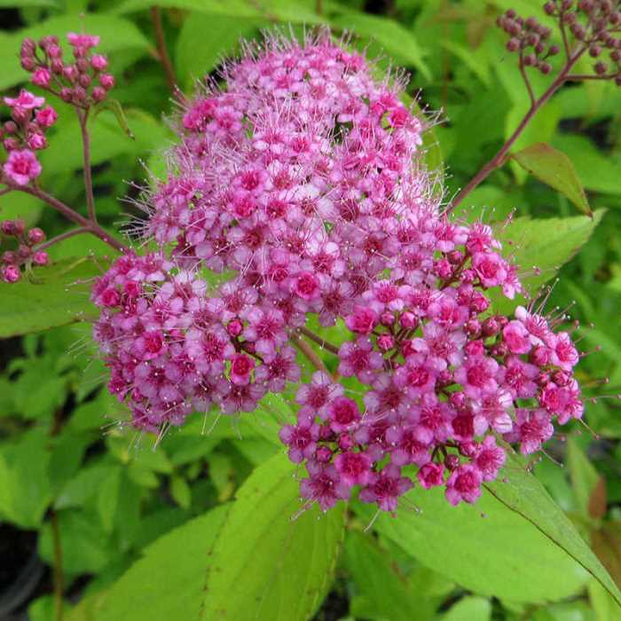 Спирея японская Макрофилла, горшок Р9