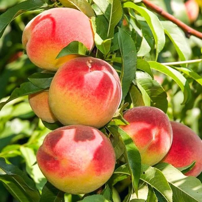 

Саженцы Персик колоновидный Юбилей Столицы