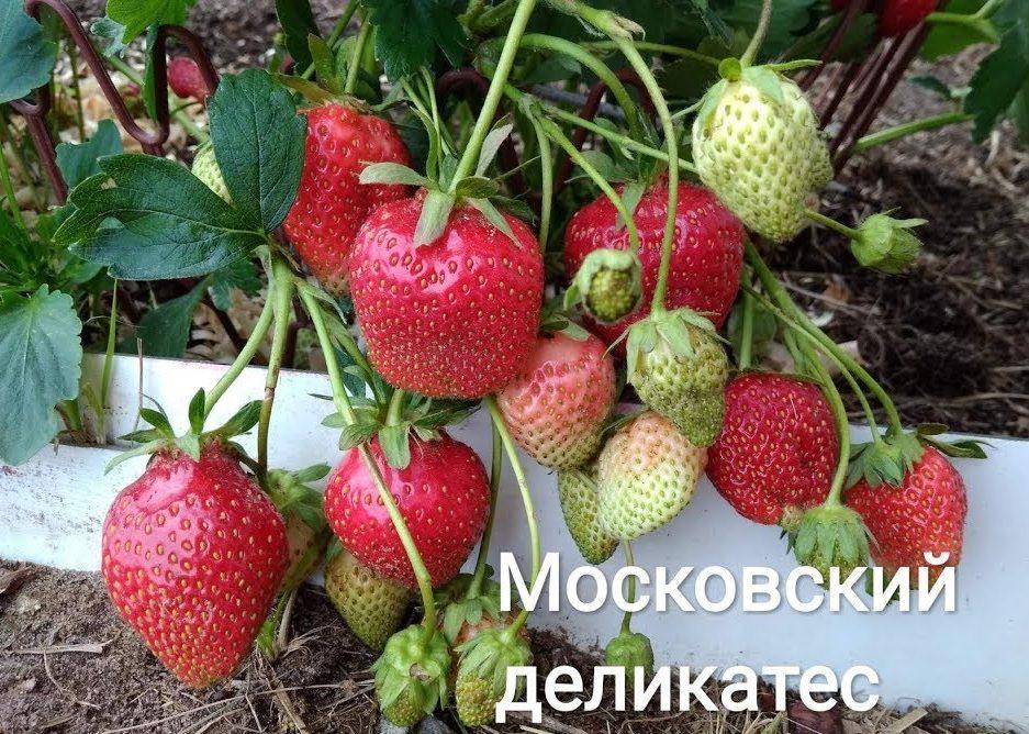 Земляника F1 Московский деликатес® (ПРОФ-ПОЧТА)