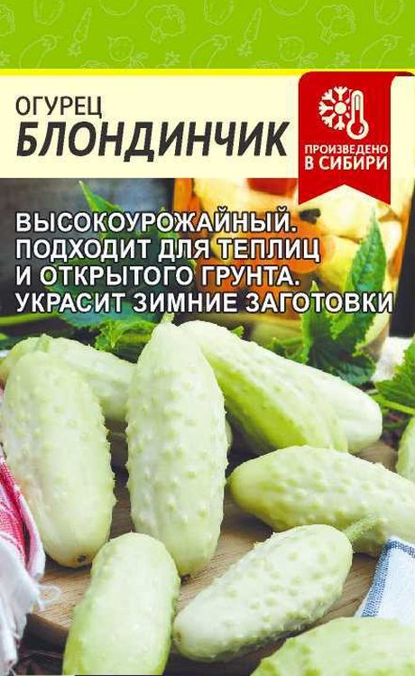 Семена Огурец Блондинчик: описание сорта, фото - купить с доставкой илипочтой России