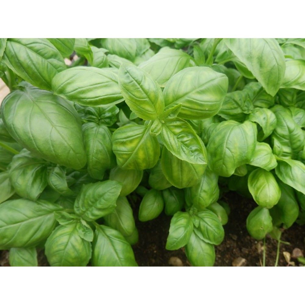 Базилик лучано. Базилик чем полезен для организма. Какие витамины есть в базилике. Базилик санька. Базилик букет.