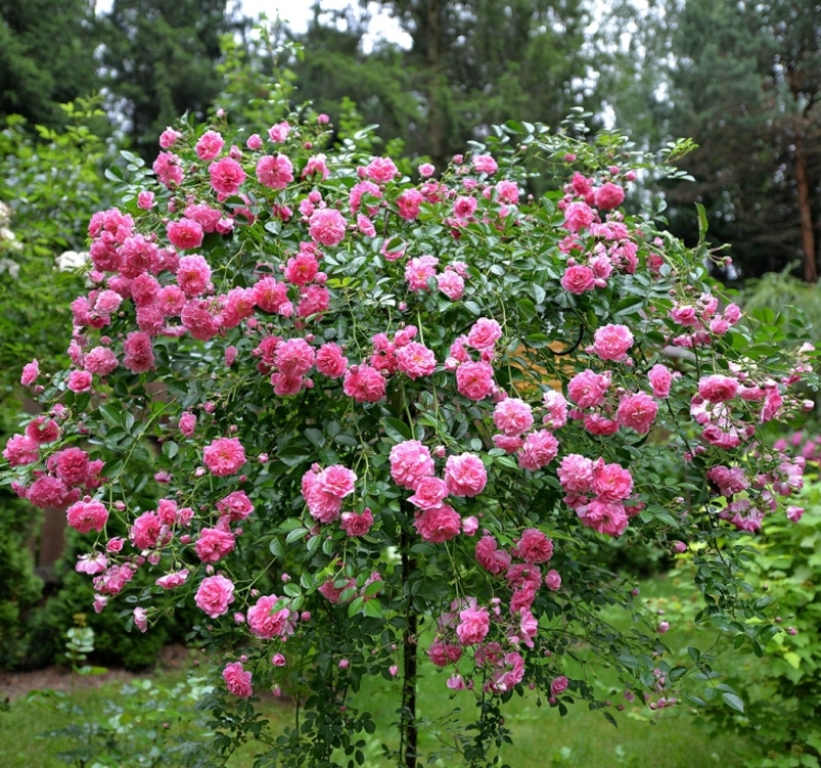 Роза штамбовая Пинк Свани