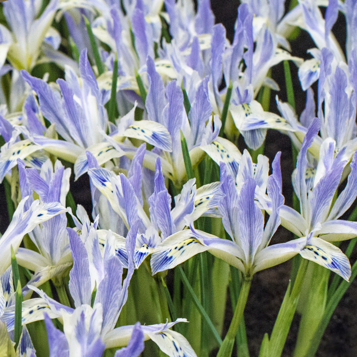 Ирис сетчатый Блю Планет (Iris reticulata Blue Planet) купить луковицы в Москве