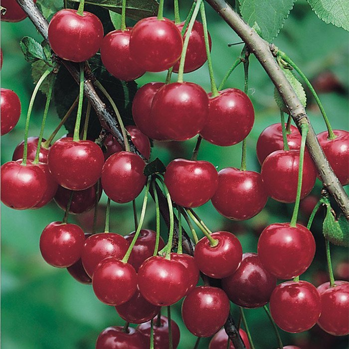 Вишня Молодежная (карлик)