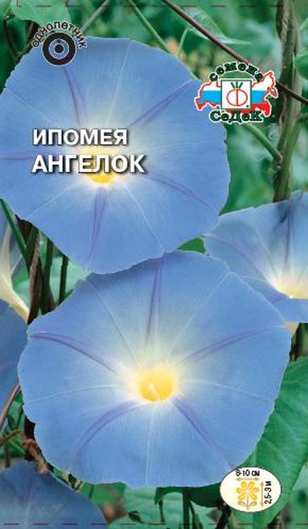 

ипомея ангелок семена, ипомея ангелок семена купить