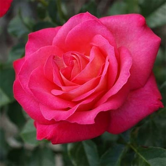 Роза штамбовая Корфу