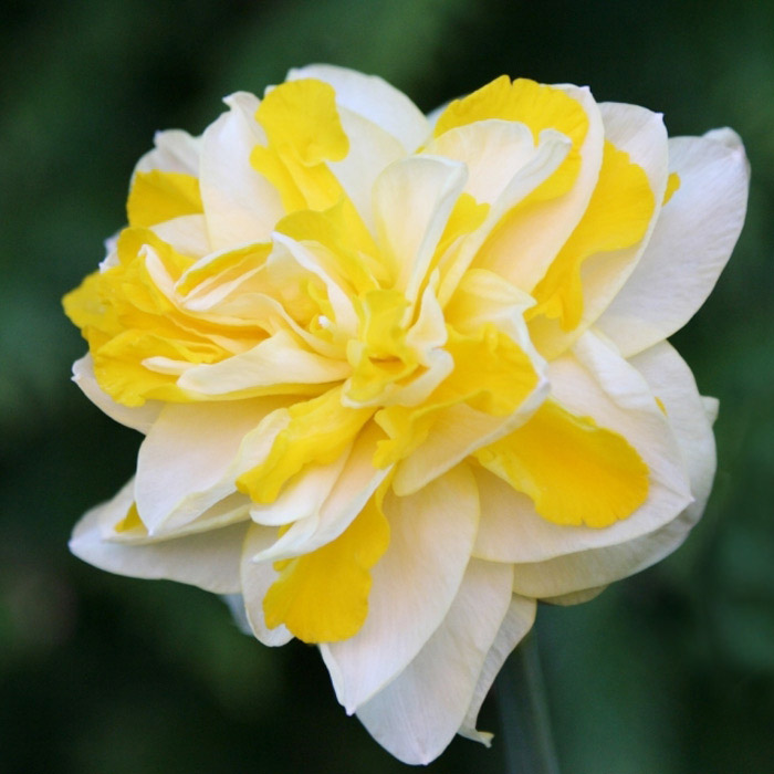 НарциссСвитПомпонет