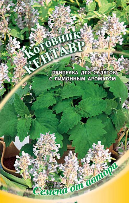 Котовник Кентавр
