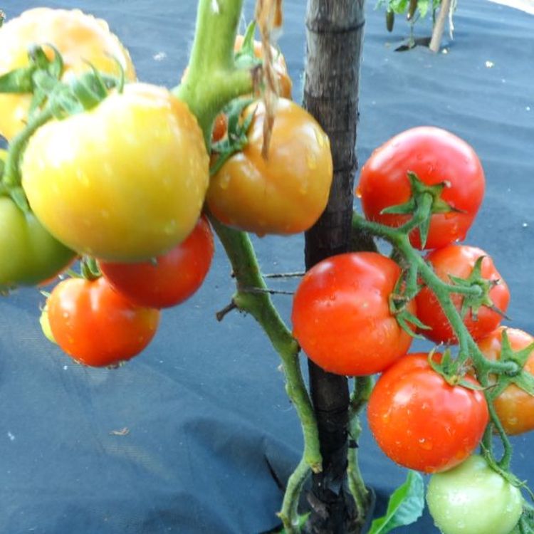 томаты женечка характеристика и отзывы. томат евгений. томаты женечка характеристика и отзывы. семена томат женечка. томат медовая гроздь.