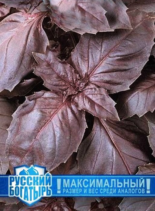 Базилик Русский гигант, фиолетовый серия 