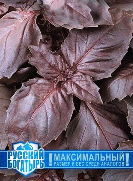 

базилик русский гигант, фиолетовый серия семена, базилик русский гигант, фиолетовый серия семена купить
