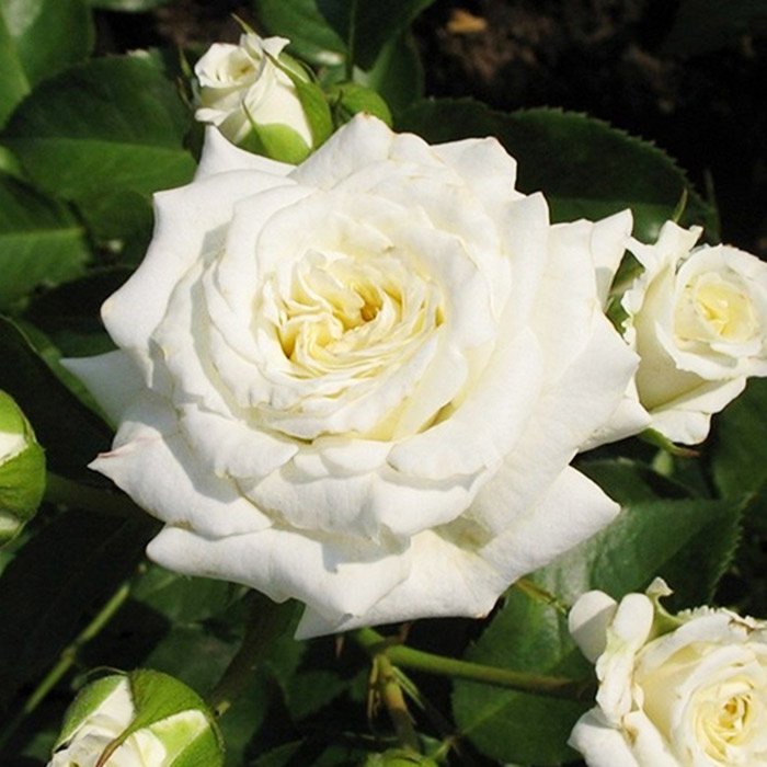 Роза штамбовая Алебастр
