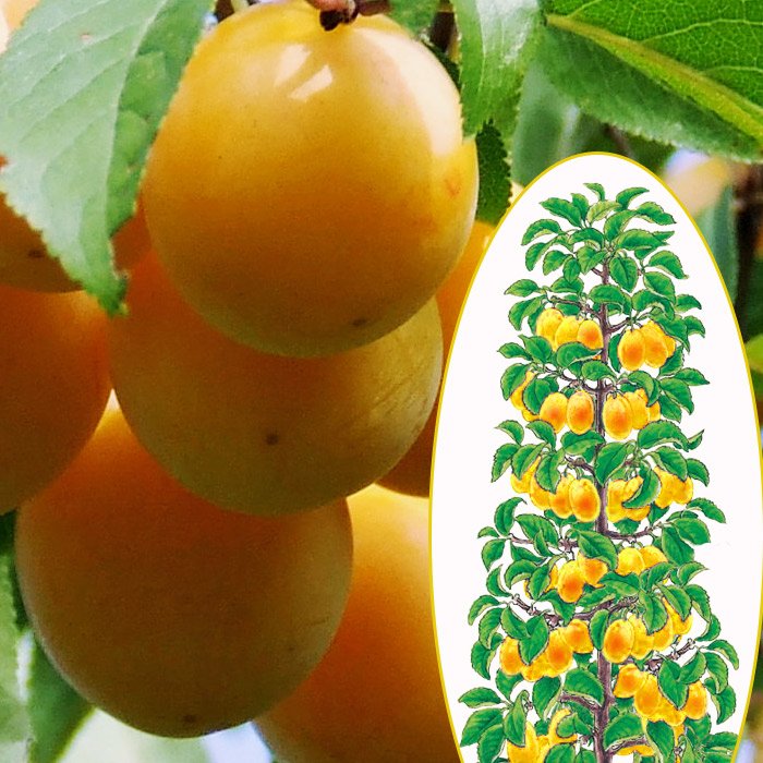 Слива колоновидная Мирабелла 