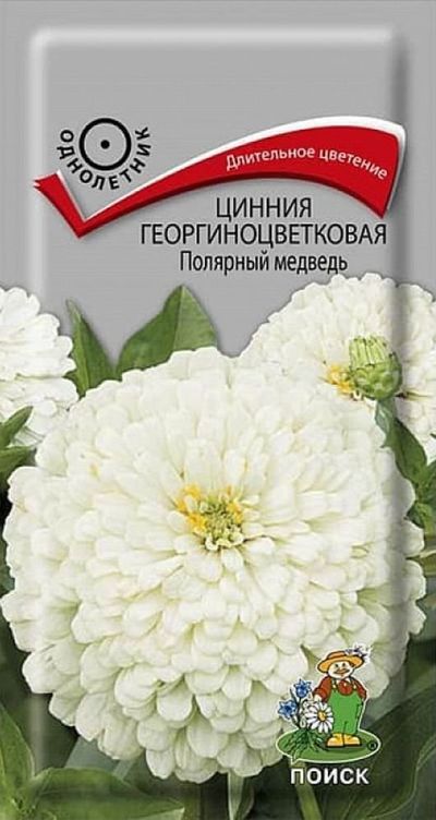 Цинния георгиноцветковая Полярный Медведь
