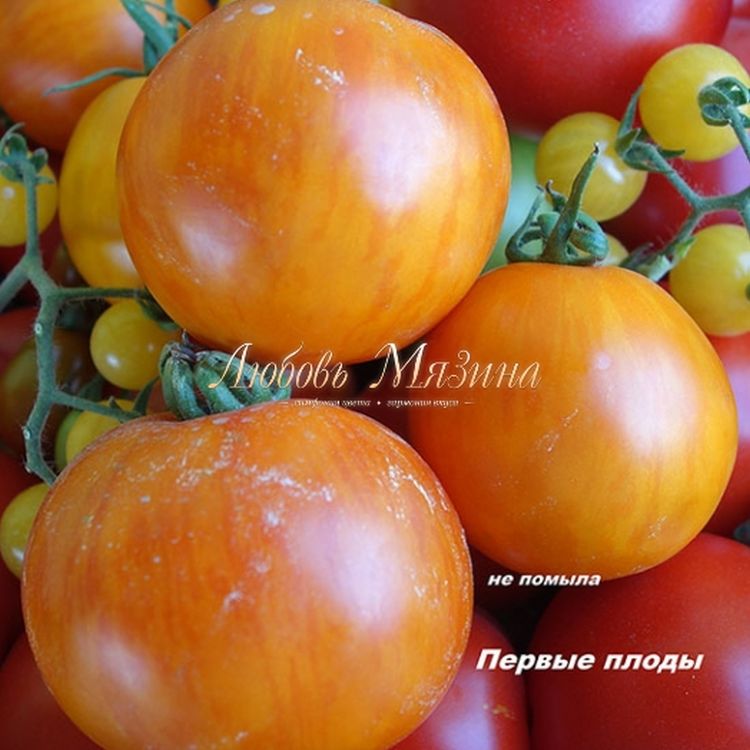 Томат Армянский Желтый Отзывы Фото Урожайность