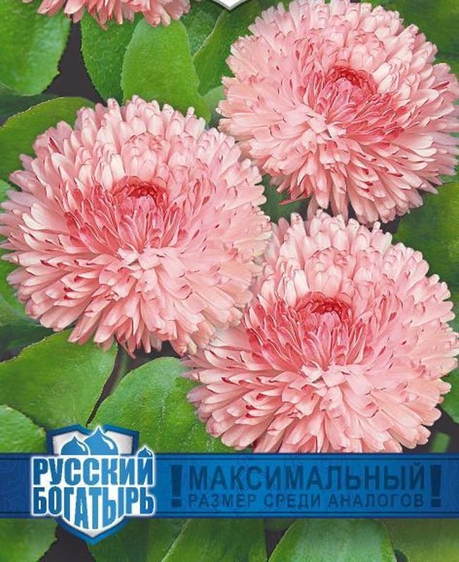 Маргаритка Пышка (Фрау) персиковая