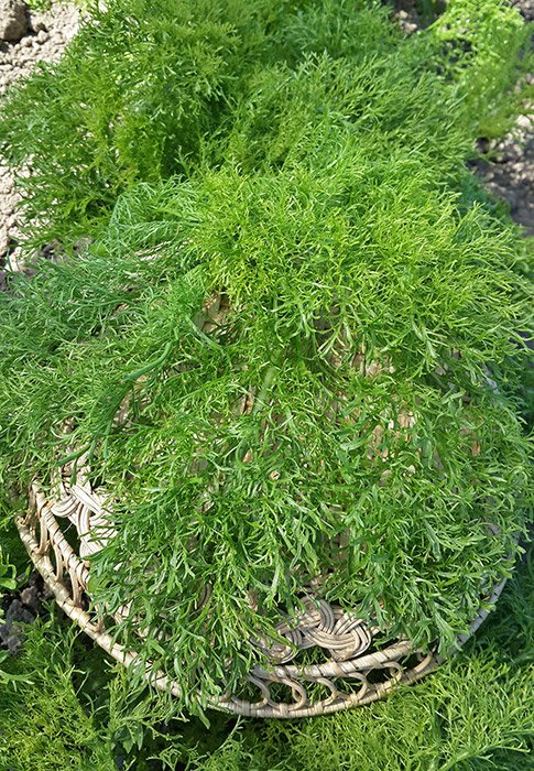 Горчица салатная Ажурная зеленая